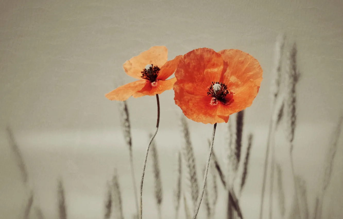 Photo wallpaper nature, Maki, texture