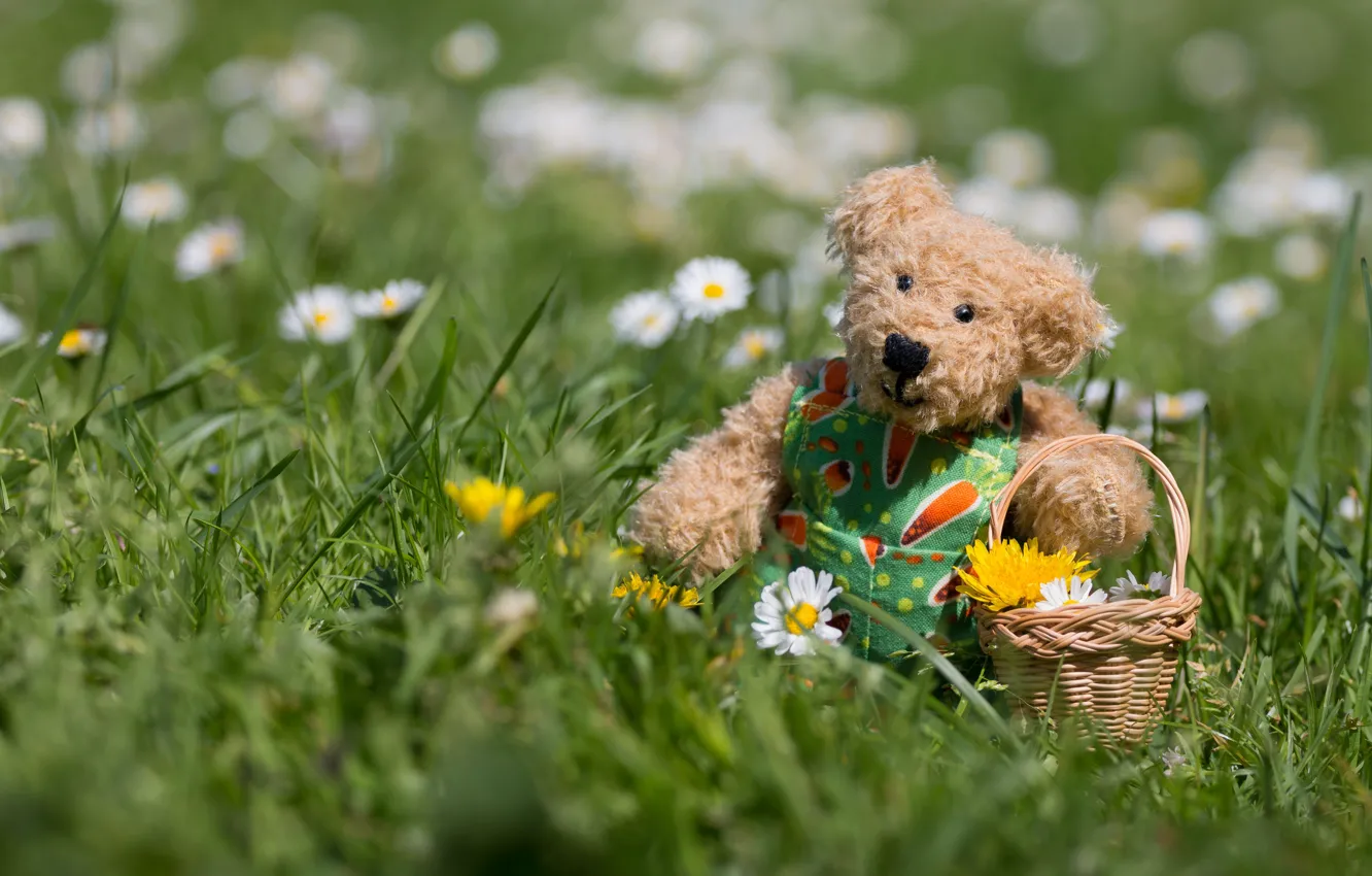 Photo wallpaper grass, nature, mood, toy, chamomile, spring, bear, bear