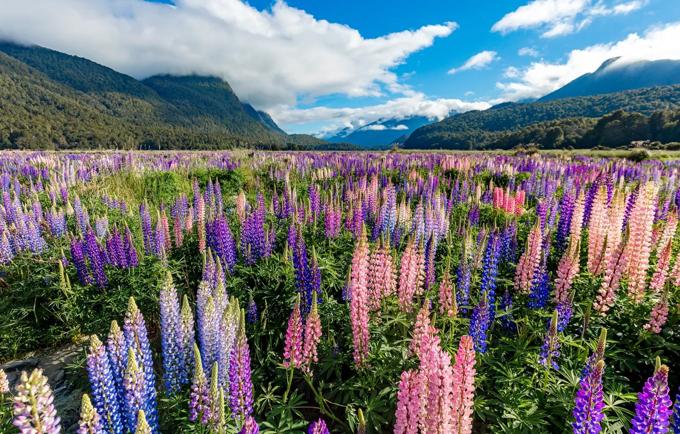 Photo wallpaper landscape, flowers, mountains, nature, flowering, obloka, Lupin