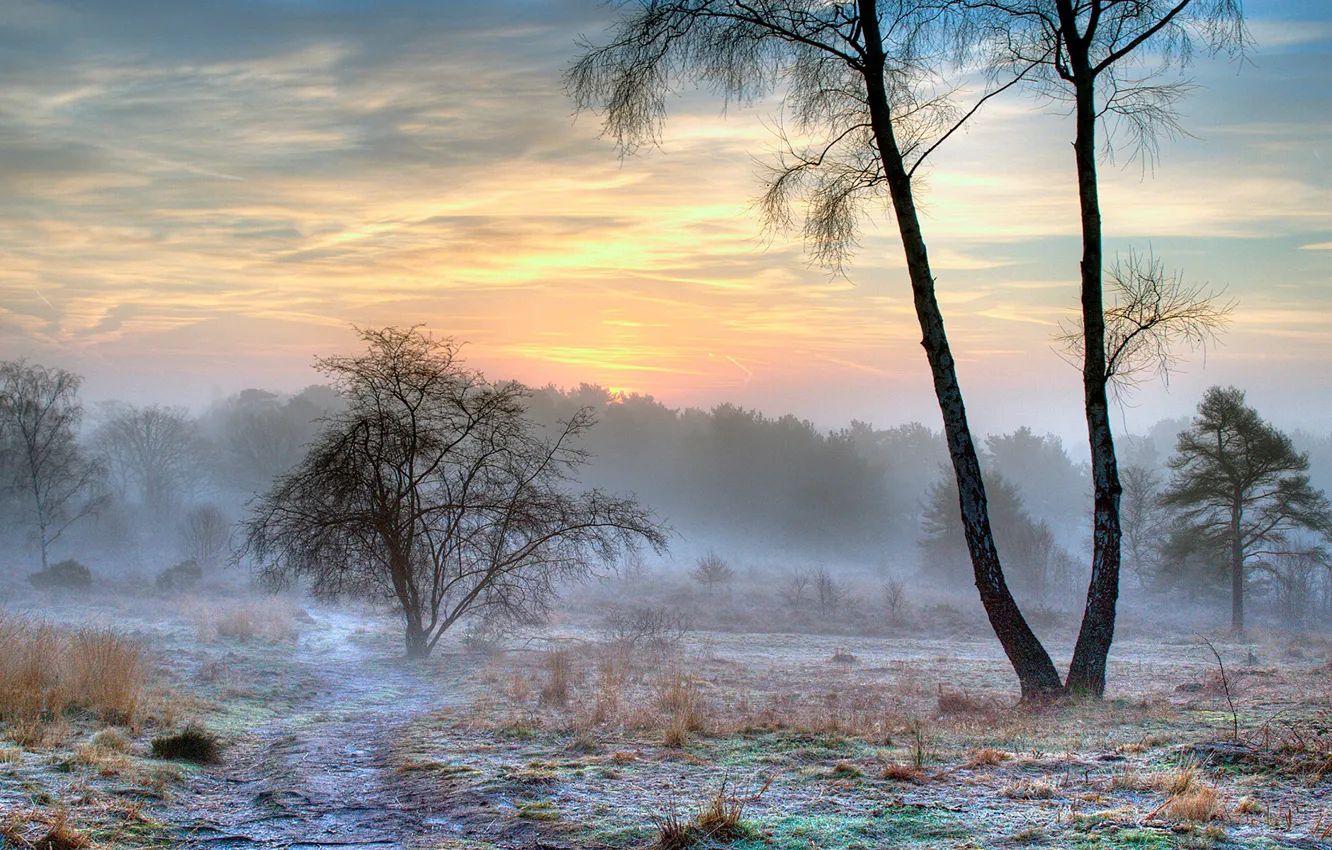 Photo wallpaper winter, frost, snow, nature, fog, morning