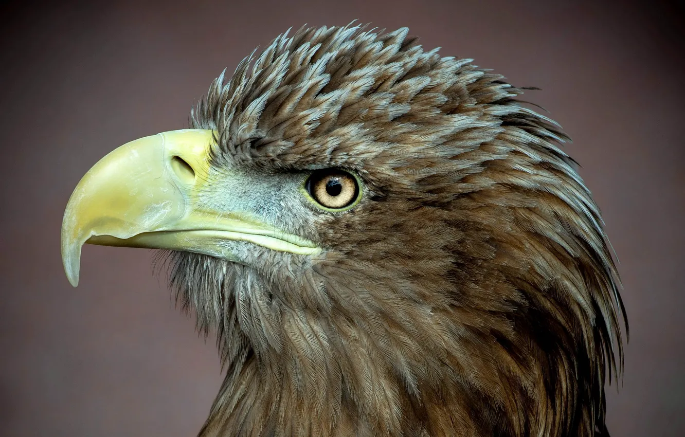 Photo wallpaper bird, predator, profile, white-billed eagle