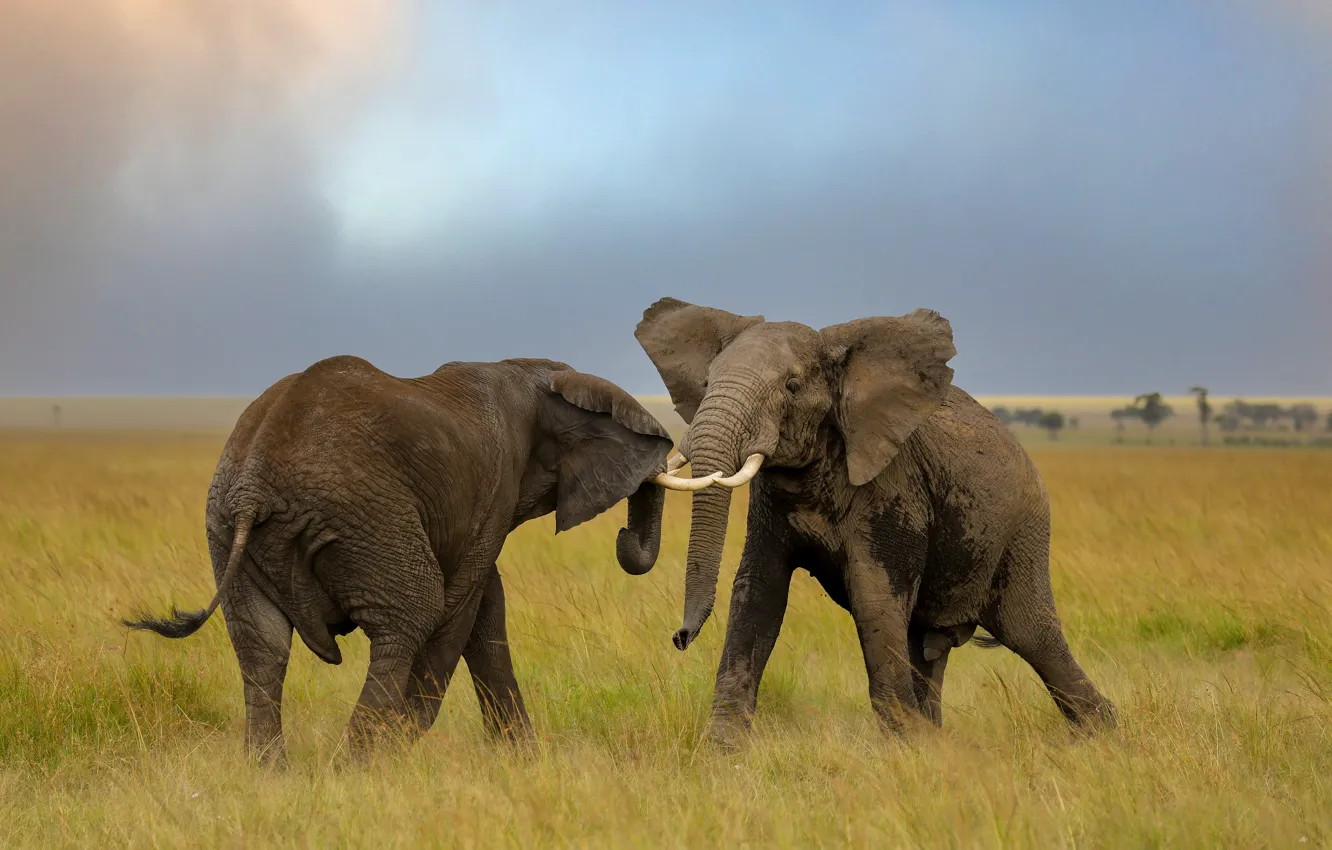 Photo wallpaper field, the sky, grass, the game, two, elephant, fight, pair