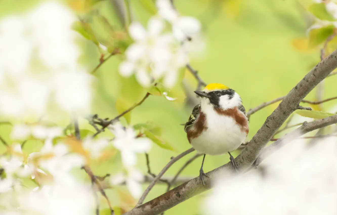Photo wallpaper branches, nature, bird, garden, galtasaray forest songster