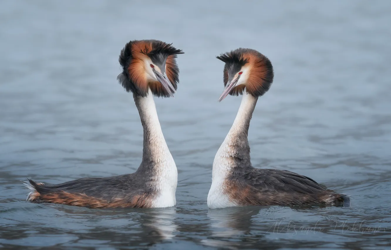 Photo wallpaper pair, two, The great crested grebe, Alexander Plekhanov