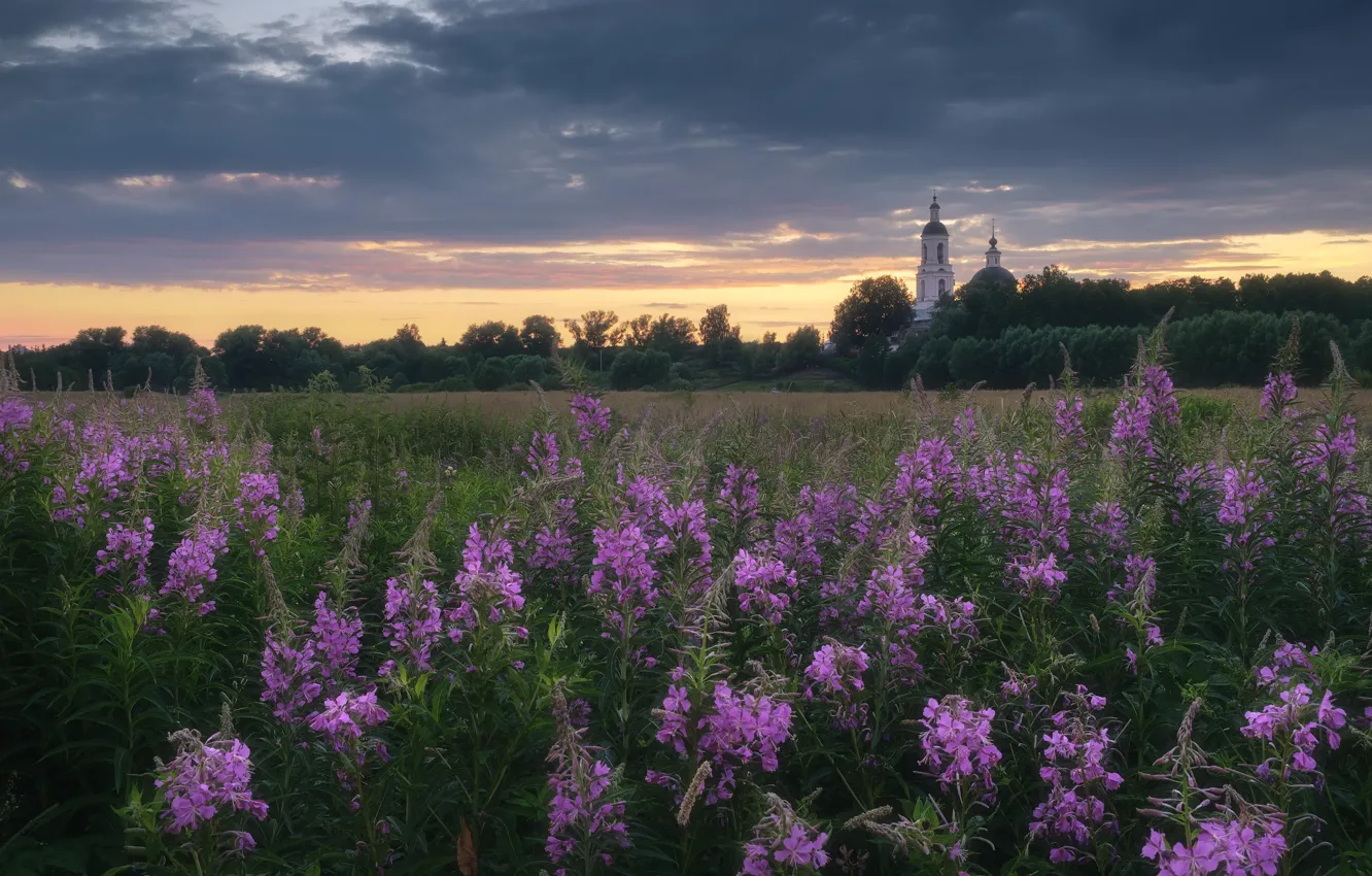 Photo wallpaper field, grass, landscape, nature, village, the evening, Church, Ivan-tea