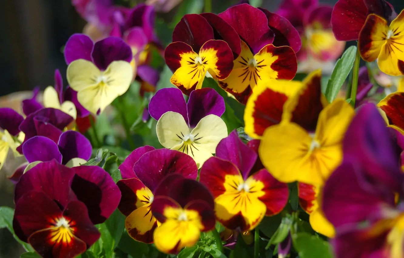 Photo wallpaper flowers, bright, yellow, red, Pansy, flowerbed, colorful, lilac