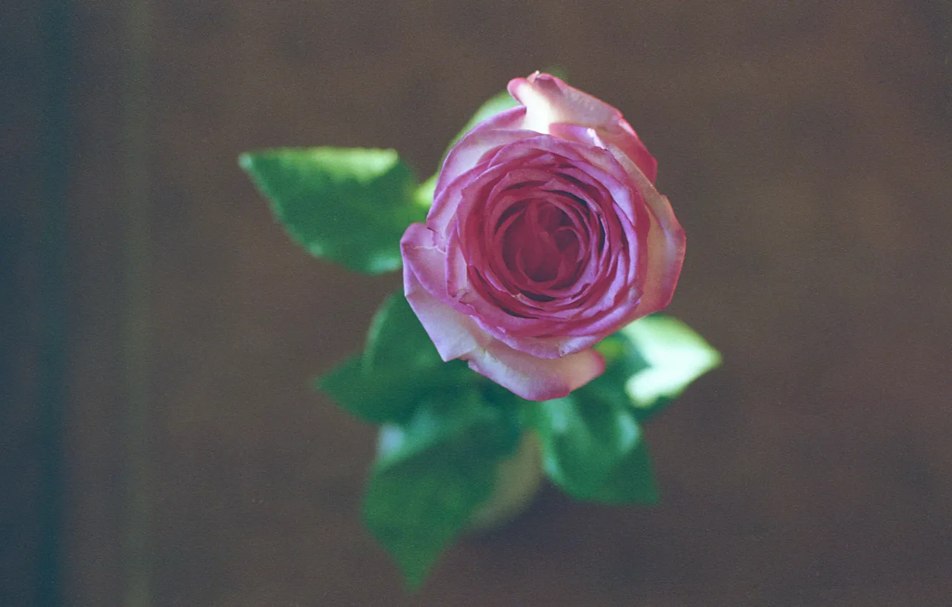 Photo wallpaper flower, pink, rose
