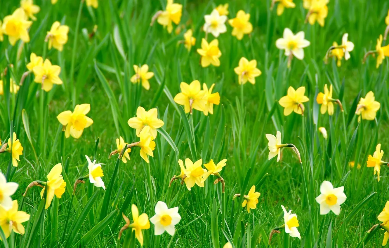Photo wallpaper greens, grass, flowers, daffodils