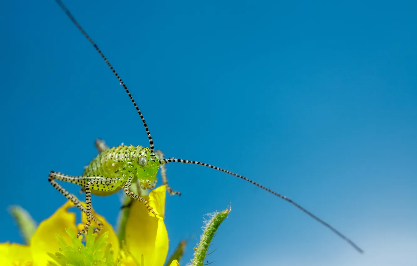 Photo wallpaper the sky, flowers, petals, insect, bokeh