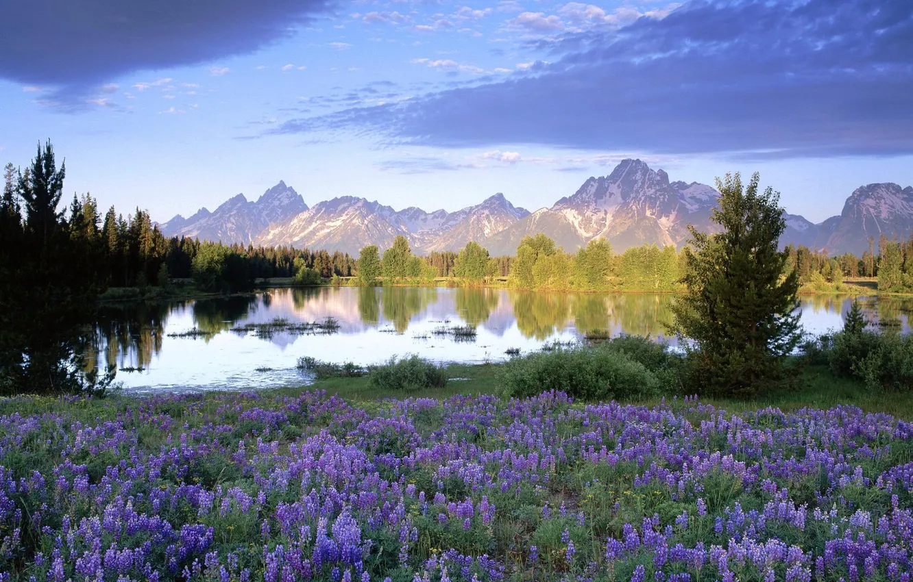 Photo wallpaper trees, flowers, mountains, clouds, lake, glade