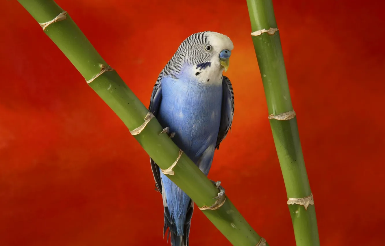 Photo wallpaper bird, branch, bamboo, parrot