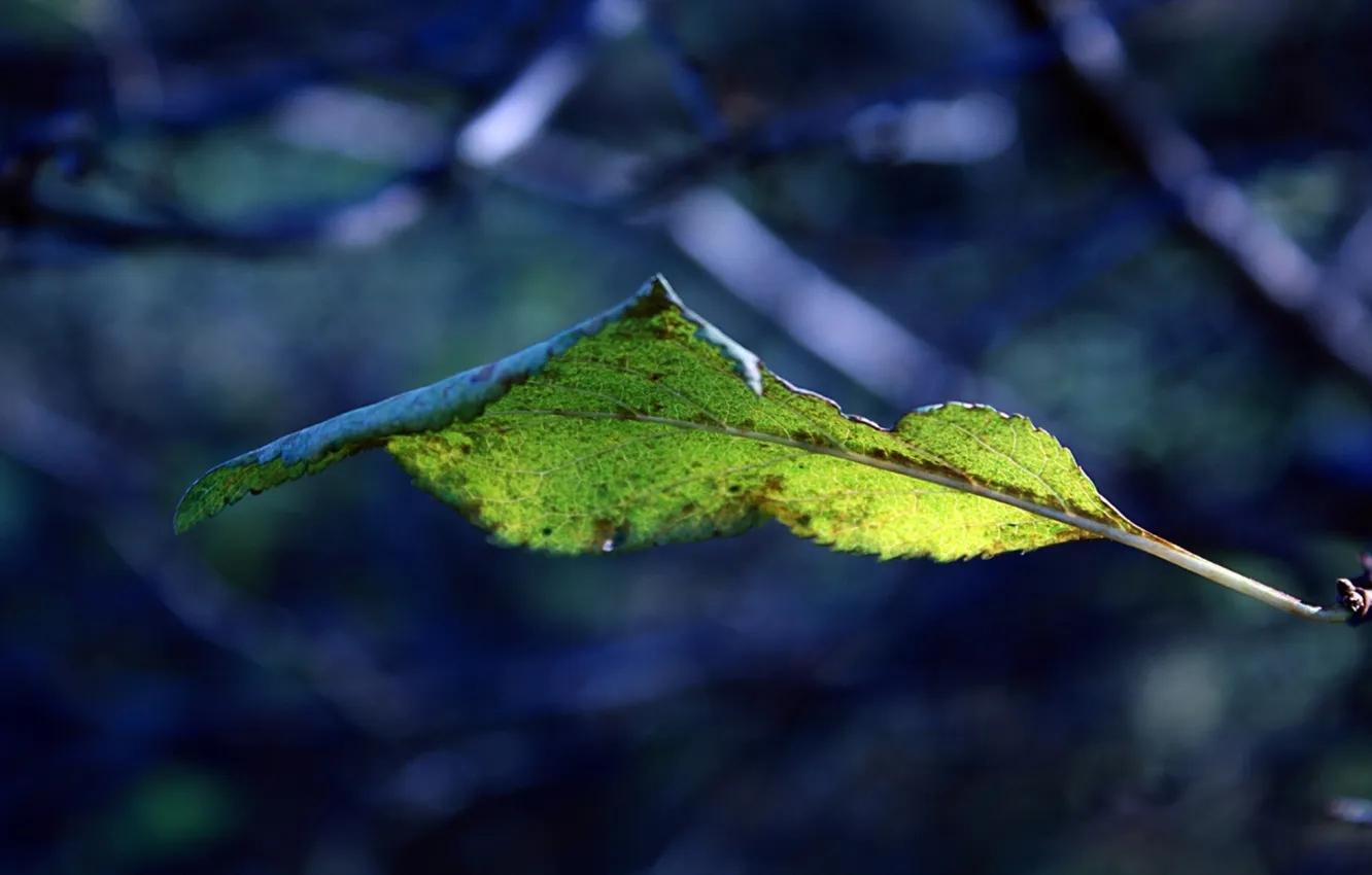 Photo wallpaper macro, branches, nature, leaf