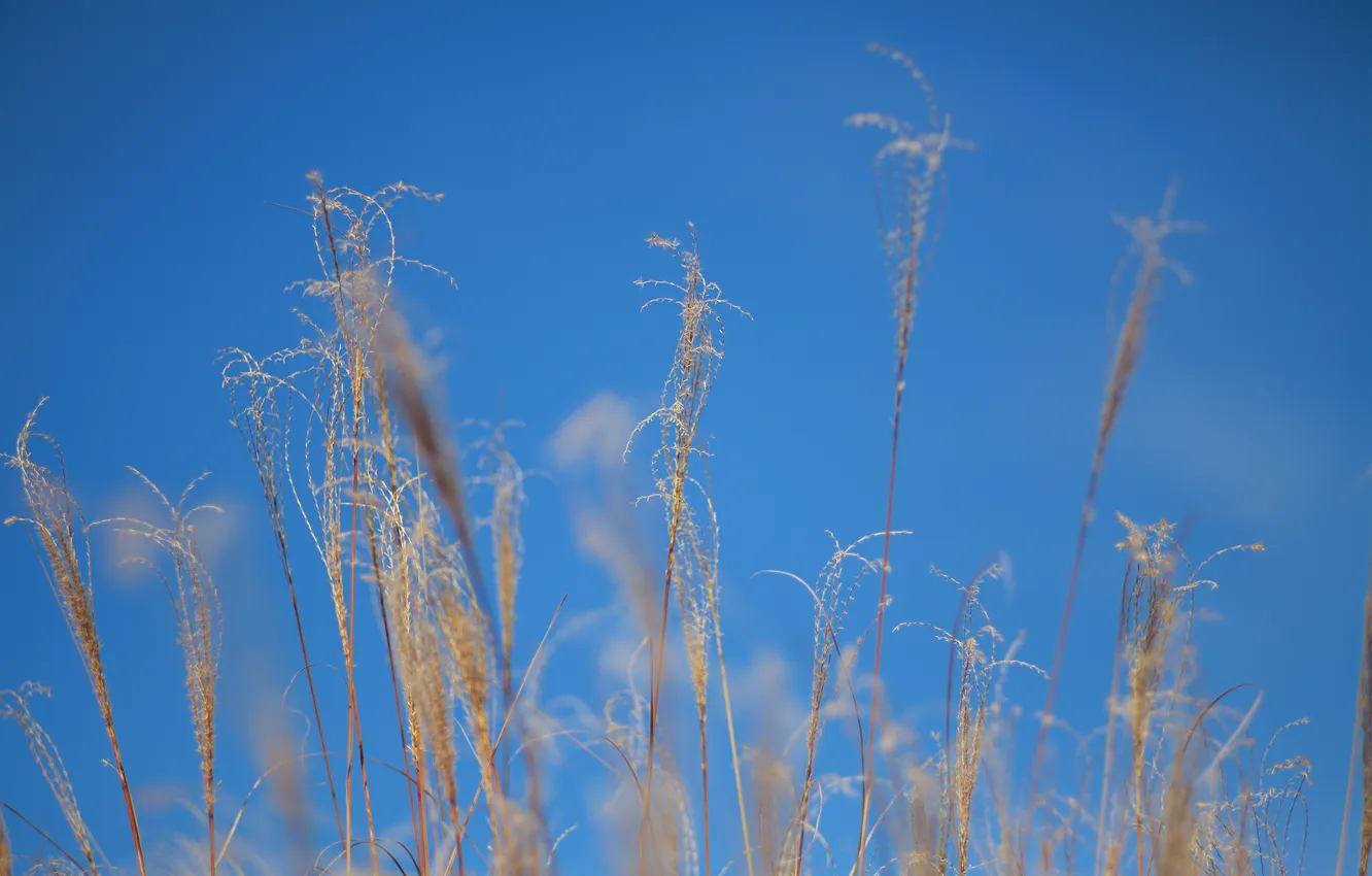 Photo wallpaper autumn, the sky, grass, macro, plant