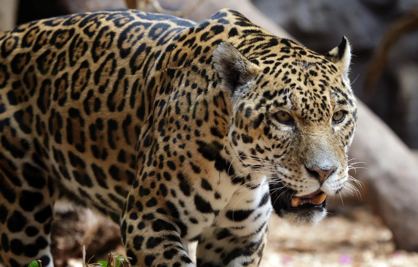 Photo wallpaper cat, look, Jaguar