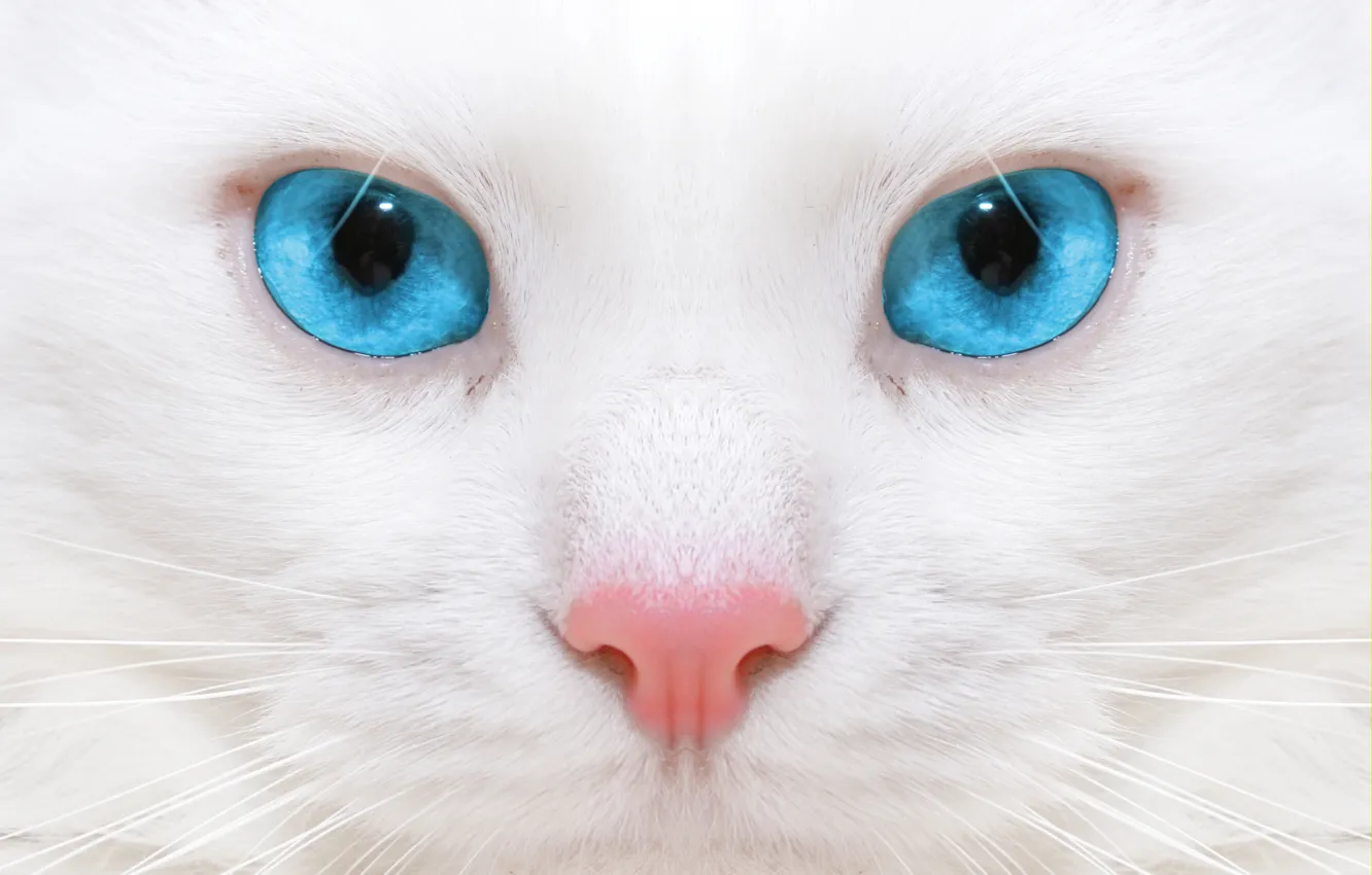 Photo wallpaper macro, kitty, kitten, close up, micro, micro, beautiful white cat, big blue eyes