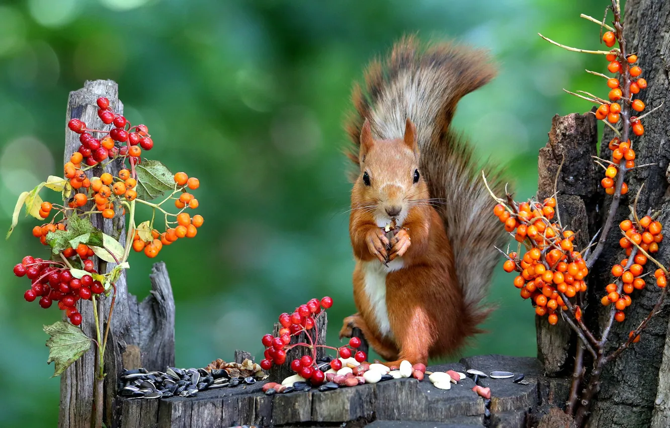 Photo wallpaper autumn, nature, pose, berries, stump, protein, nuts, seeds