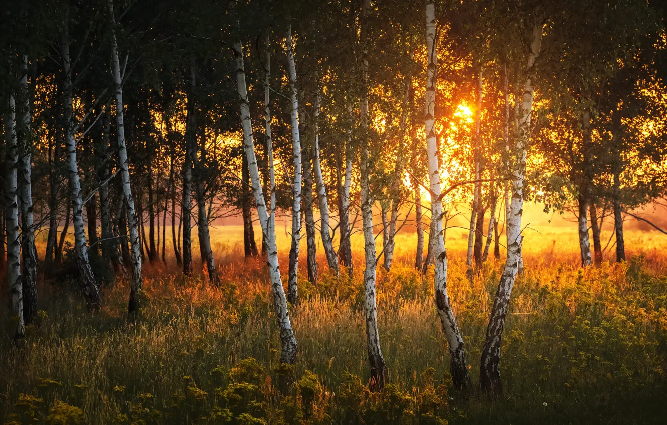 Photo wallpaper forest, grass, the sun, light, trees, sunset, branches, glade