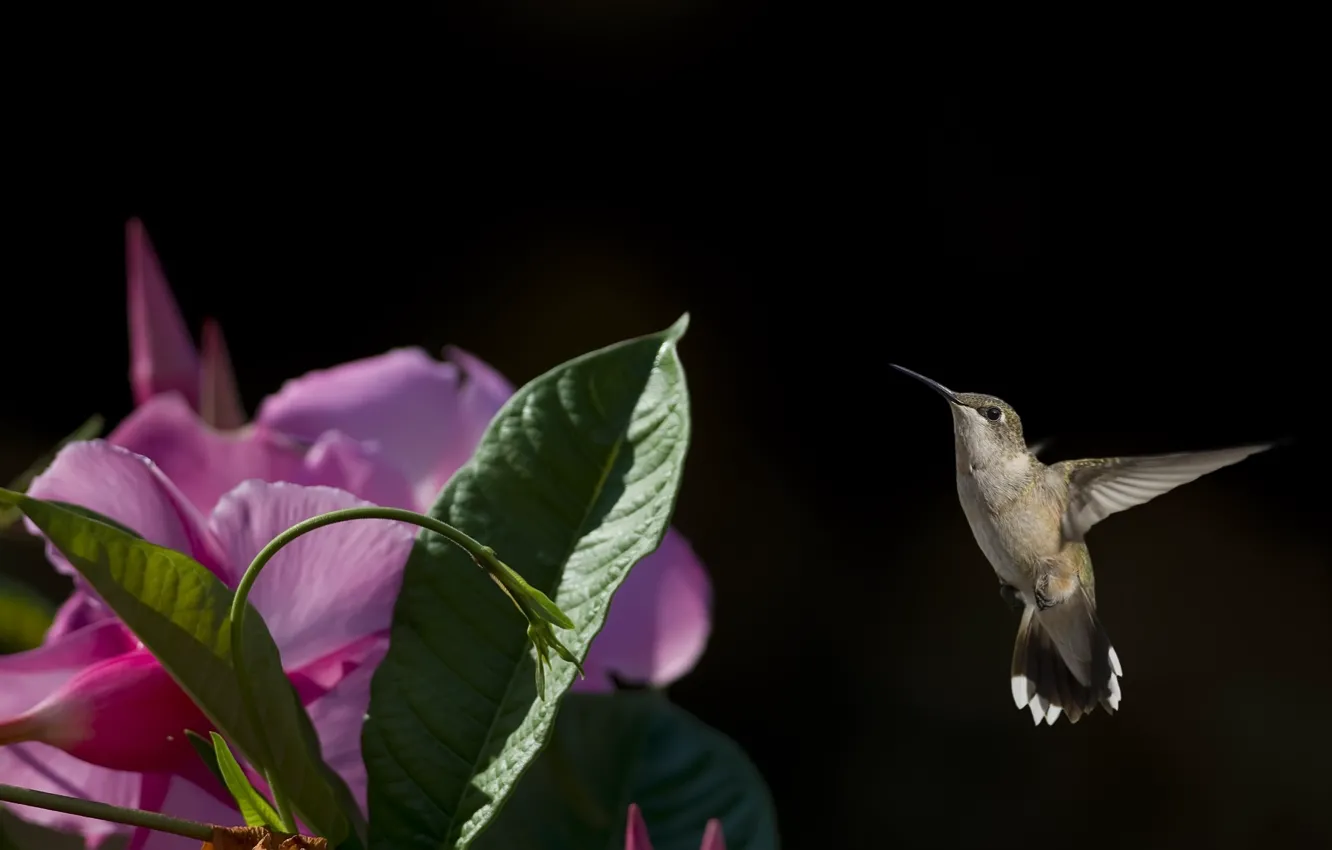 Photo wallpaper flower, flight, bird, Hummingbird, baby