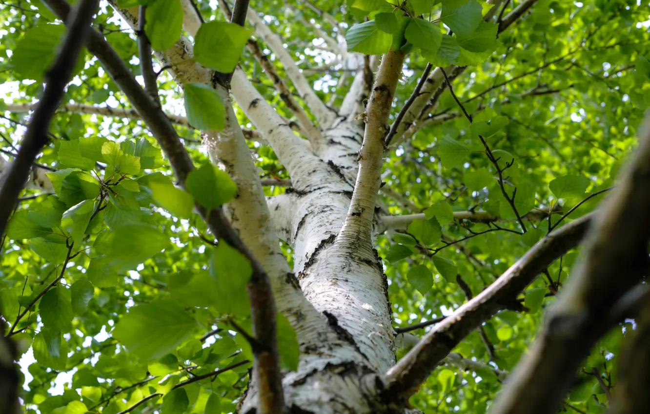 Photo wallpaper nature, tree, birch