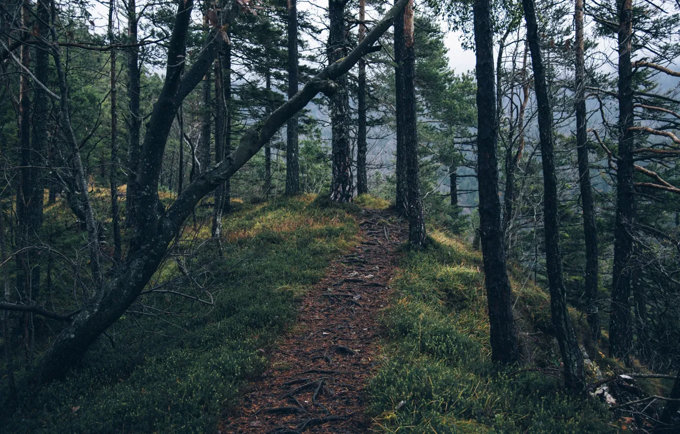 Photo wallpaper forest, trees, nature, path