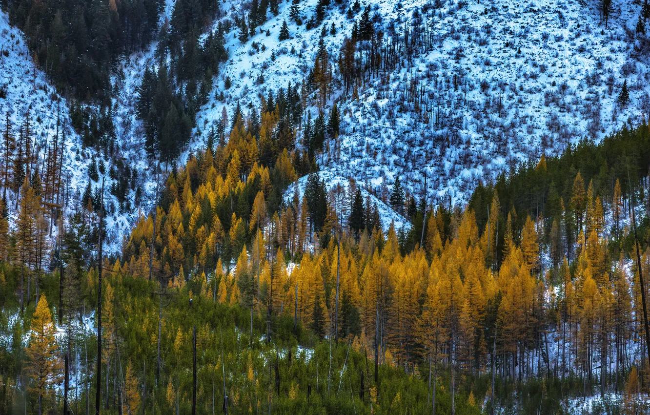 Photo wallpaper winter, autumn, forest, snow, trees, mountains, nature, slope