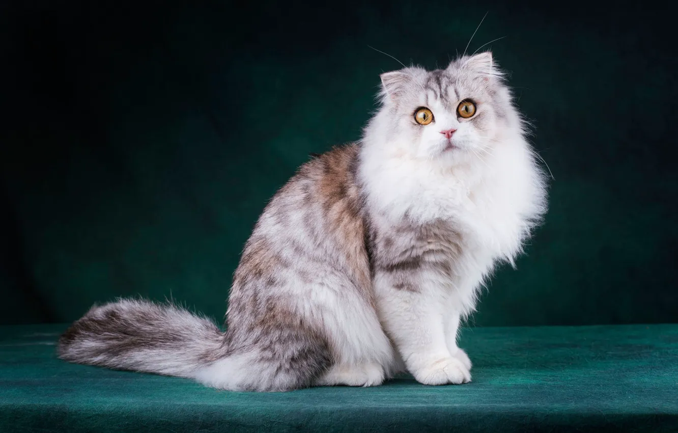 Photo wallpaper cat, cat, look, face, pose, the dark background, paws, fluffy