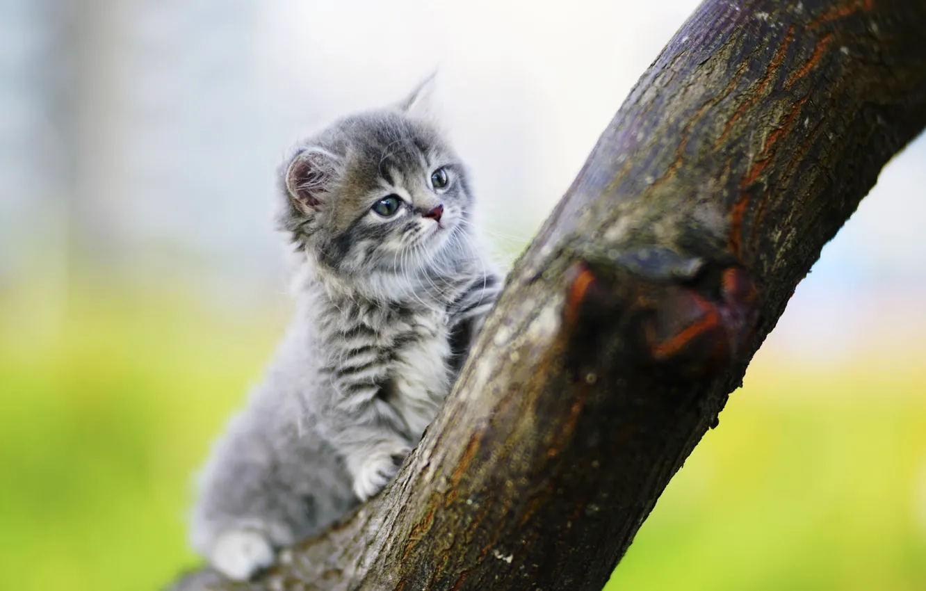 Photo wallpaper kitty, background, tree, baby