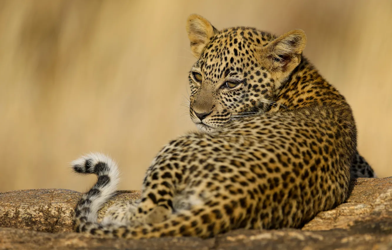 Photo wallpaper look, stones, leopard, lies, cub
