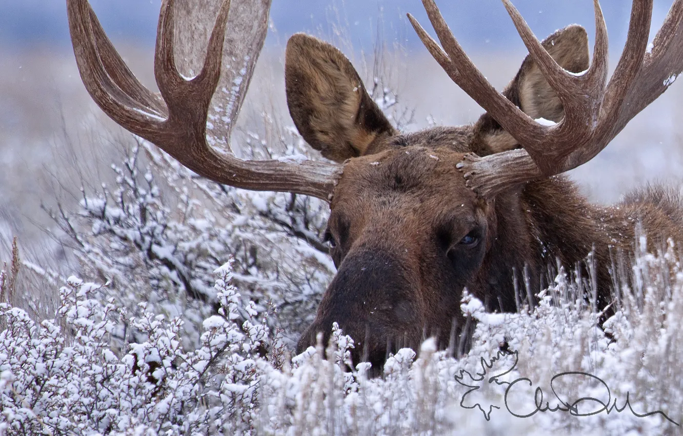 Photo wallpaper winter, snow, horns, the bushes, moose