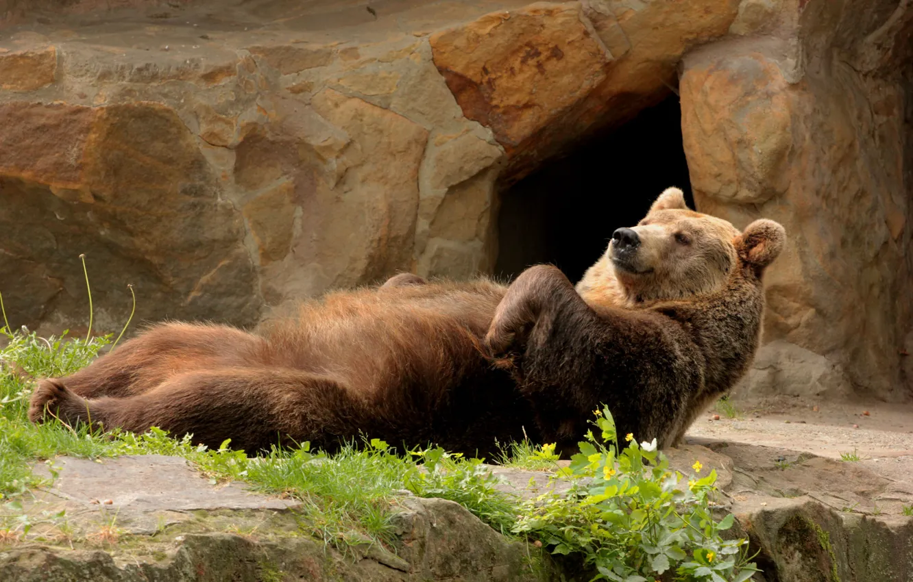 Photo wallpaper stay, bear, lies