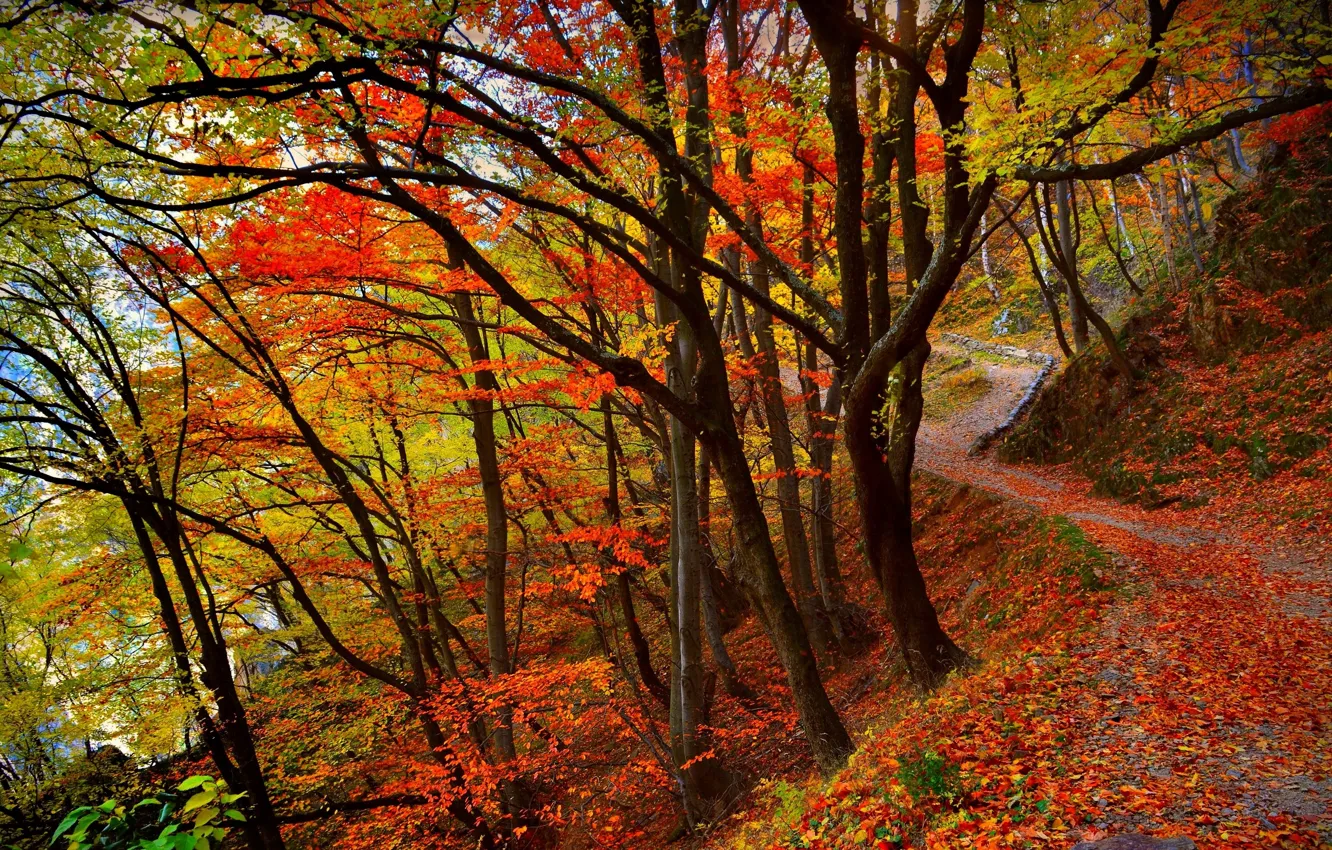 Photo wallpaper autumn, forest, trees, Nature, colors, colorful, forest, falling leaves