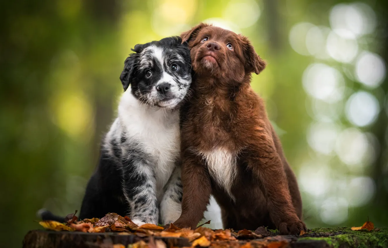 Photo wallpaper animals, dogs, leaves, nature, puppies, a couple, bokeh, puppies