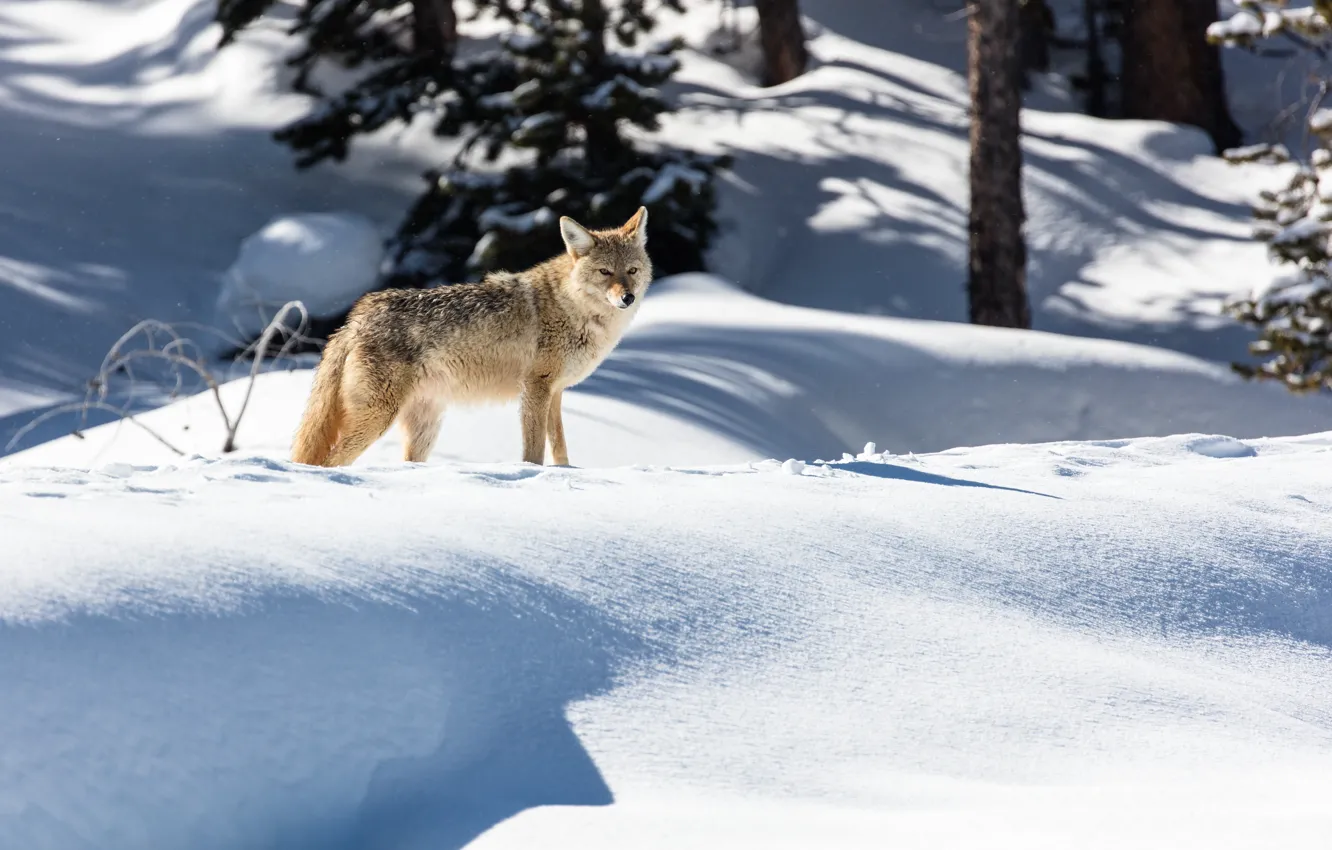 Photo wallpaper winter, forest, snow, nature, wolf, predator, the snow