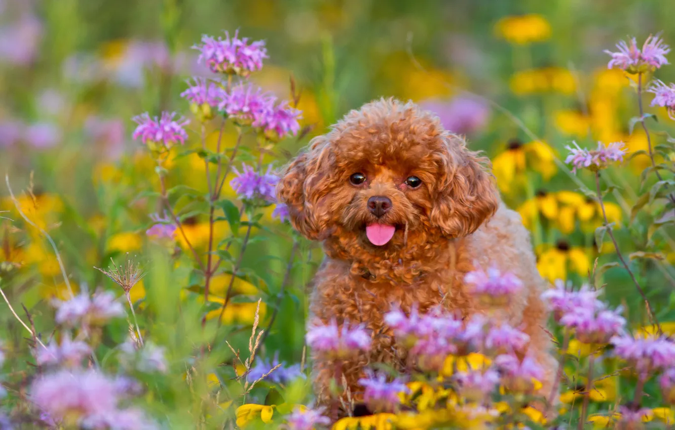 Photo wallpaper flowers, dog, puppy, poodle