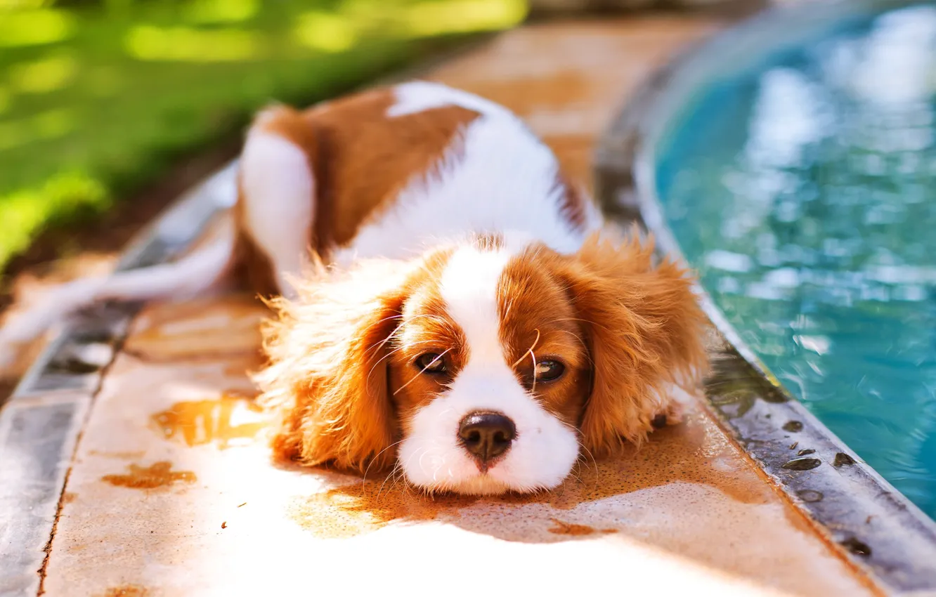 Photo wallpaper background, animal, Wallpaper, dog, wallpaper, picture, animals, dog