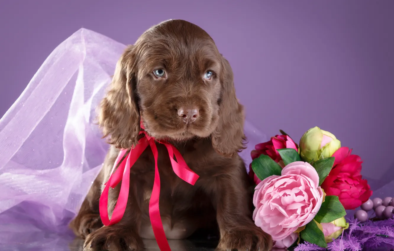 Photo wallpaper flowers, puppy, bow, Spaniel