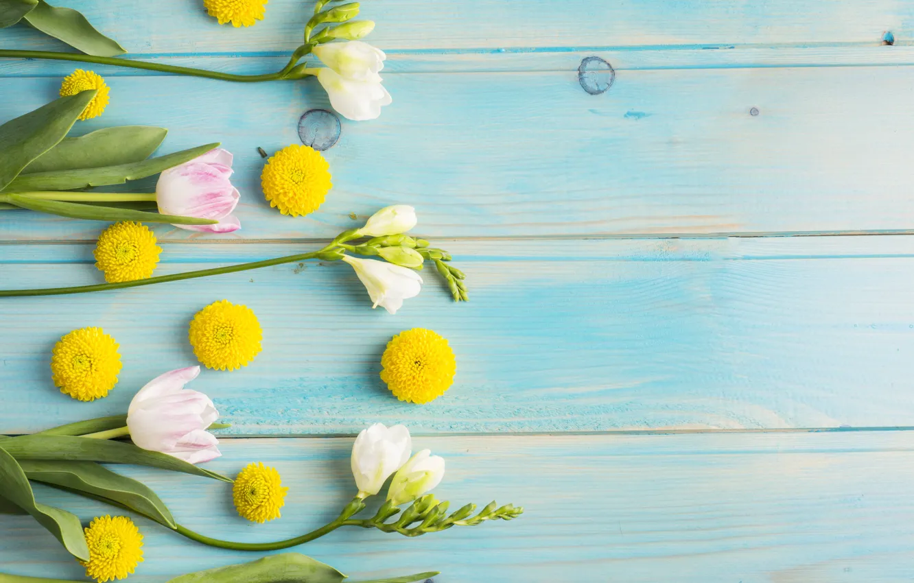 Photo wallpaper flowers, background, tulips, Daisy
