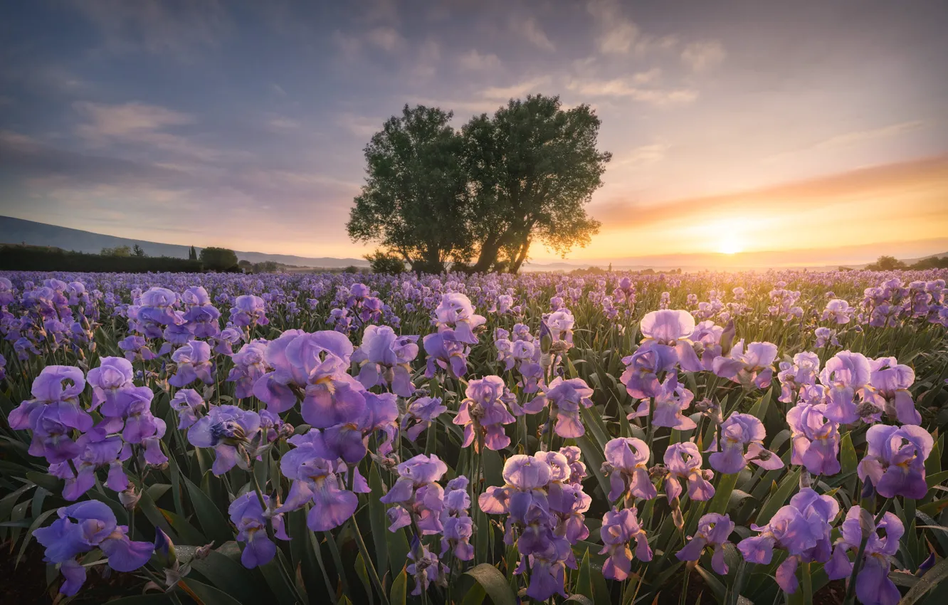 Photo wallpaper field, the sky, the sun, clouds, light, trees, flowers, dawn
