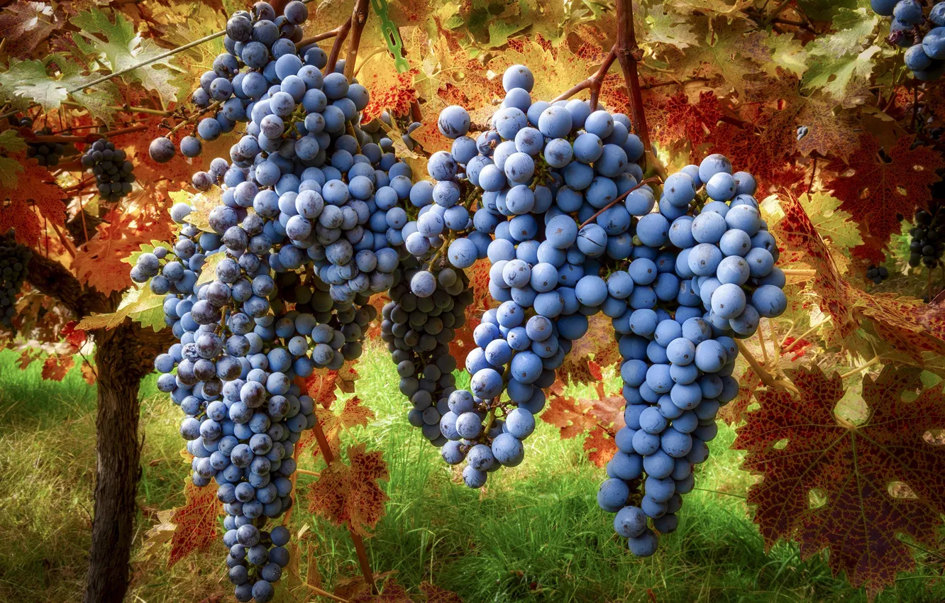 Photo wallpaper leaves, blue, nature, garden, harvest, fruit, grapes, bunch
