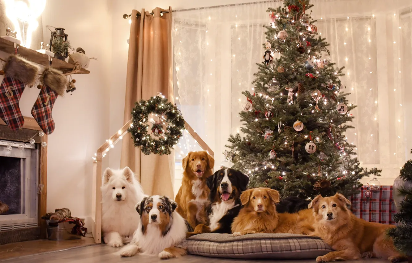 Photo wallpaper dog, look, pose, face, Samoyed, Christmas, new year