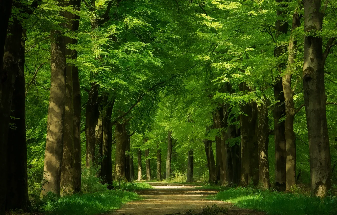 Photo wallpaper road, greens, trees, trunk, alley, crown