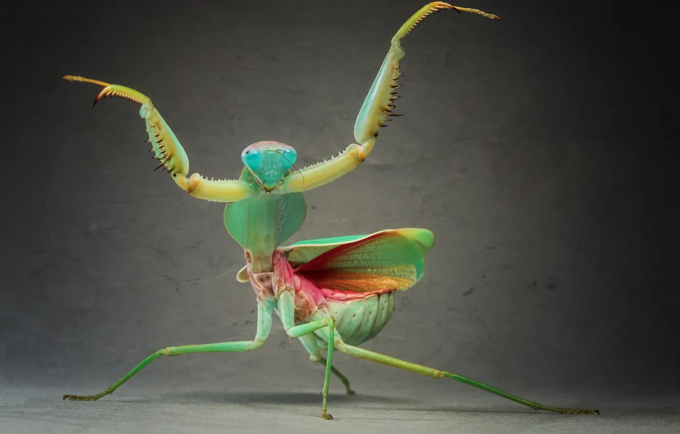 Photo wallpaper green, legs, close-up, wings, animal, head, bug, mantis