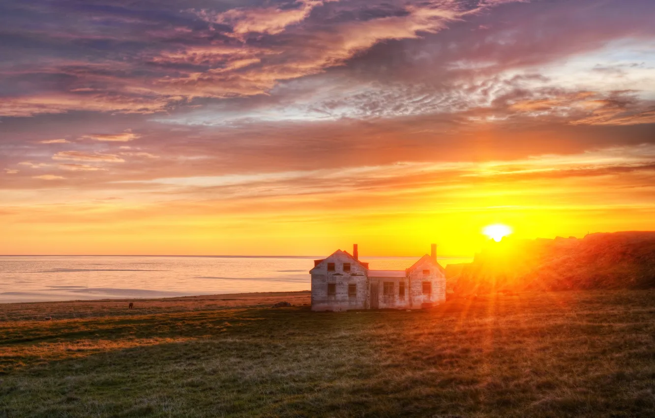 Photo wallpaper field, grass, landscape, nature, animal, horse, horse, sheep