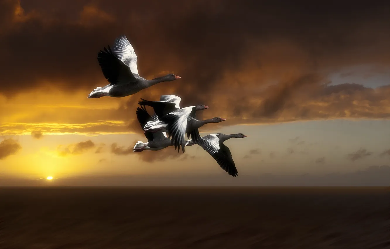 Photo wallpaper the sky, flight, bird