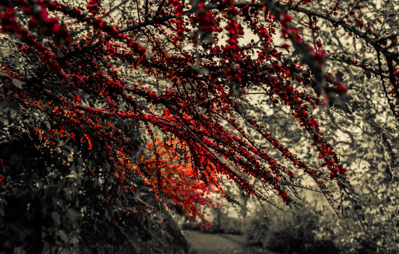 Photo wallpaper red, autumn, leaves, fruit, black and white, berries, branches