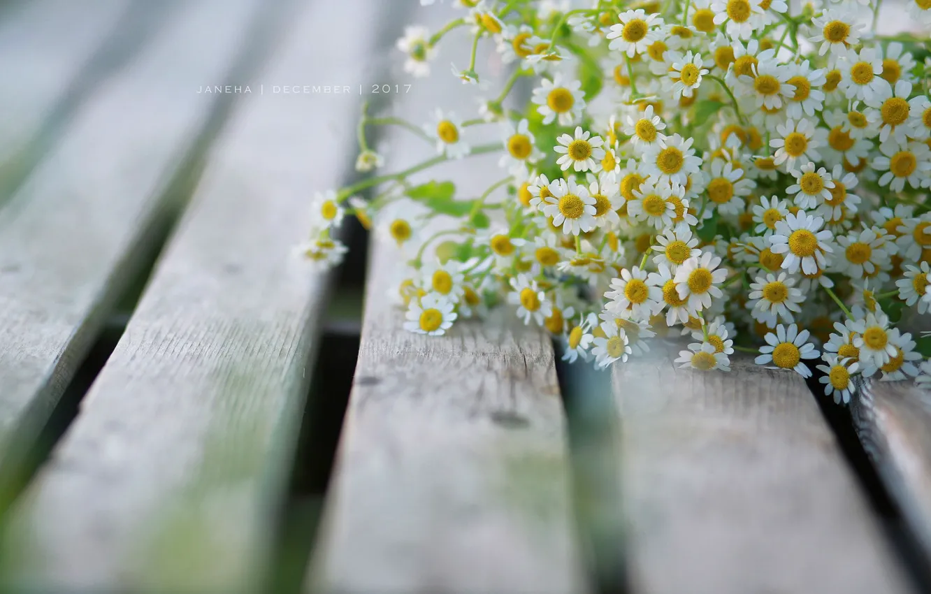 Photo wallpaper blur, on the bench, a bouquet of daisies