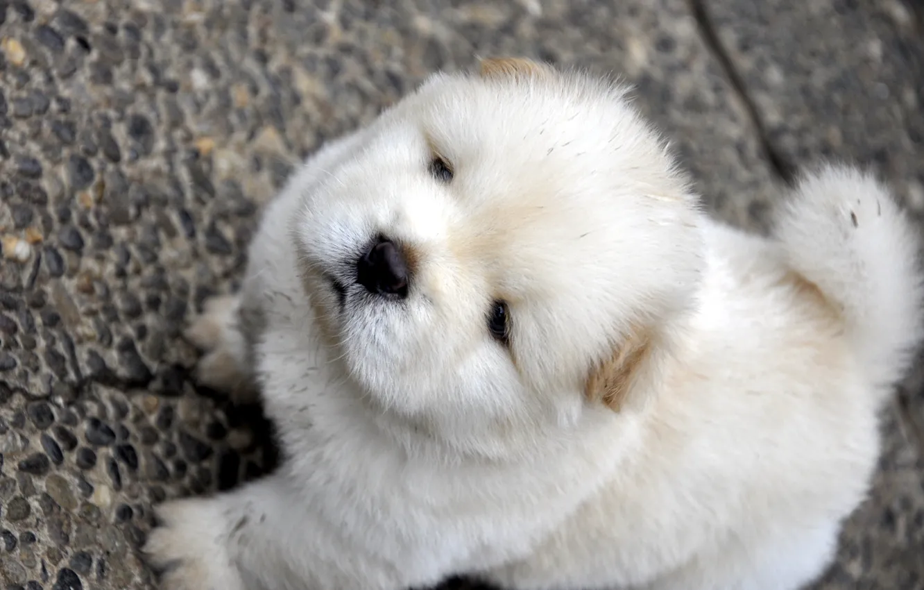 Photo wallpaper white, muzzle, looks, doggie, Chow Chow, Chow Chow