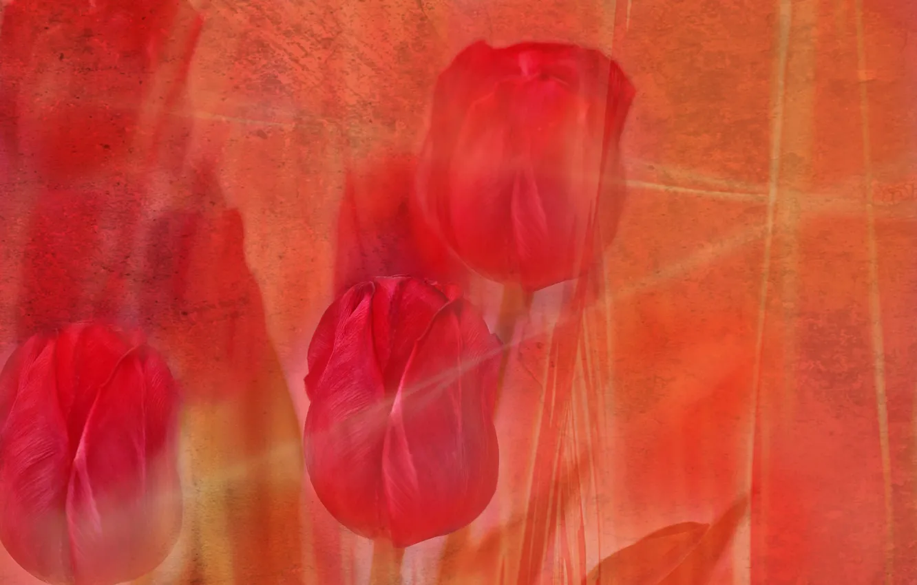 Photo wallpaper line, flowers, Tulip, touch