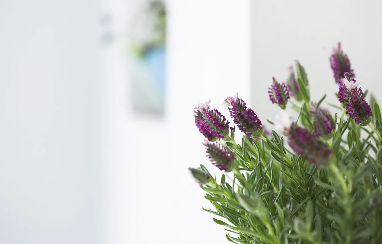 Photo wallpaper purple, leaves, macro, flowers, sprig, rosemary