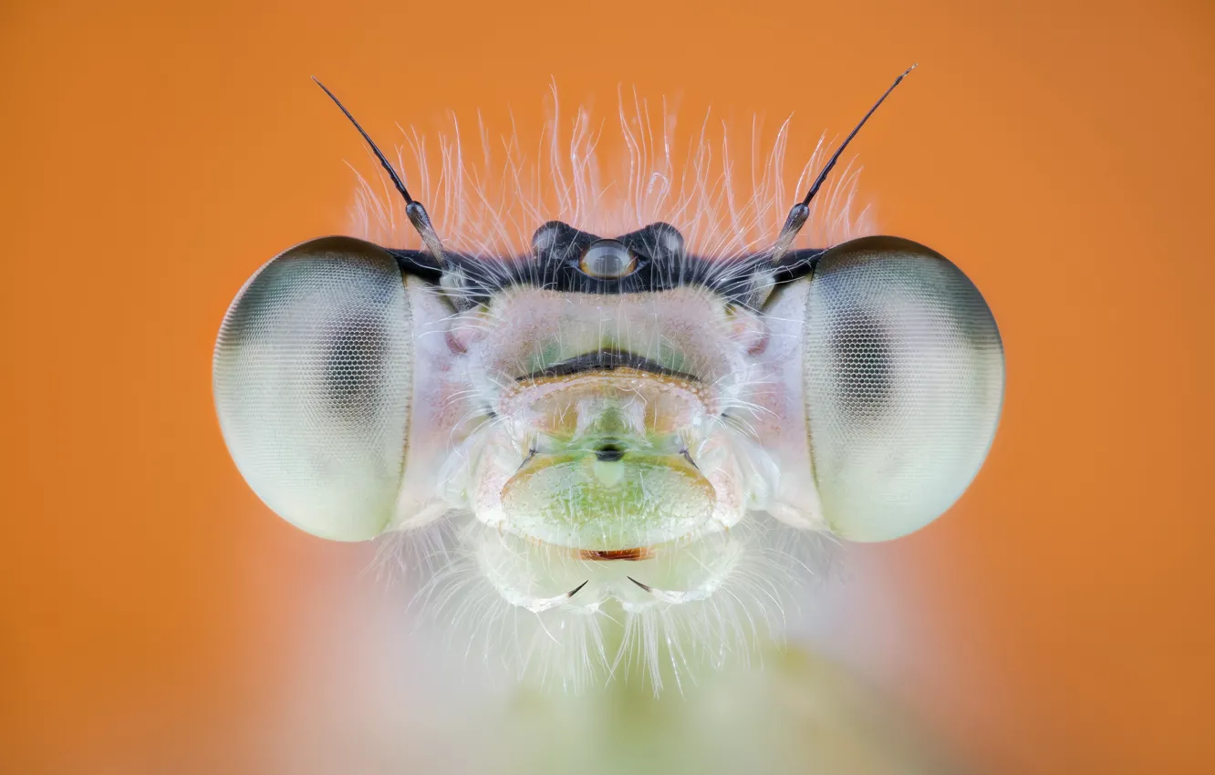Photo wallpaper look, macro, portrait, dragonfly